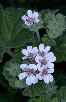 Native Geranium Pelargonium Australe