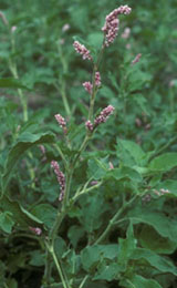 Knotweed