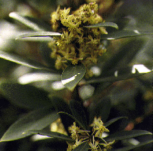 Mountain Pepper