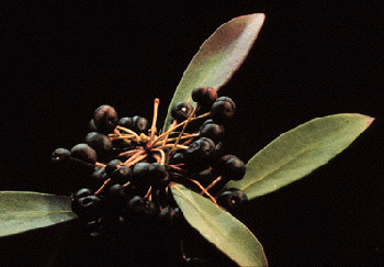 Alpine Pepper