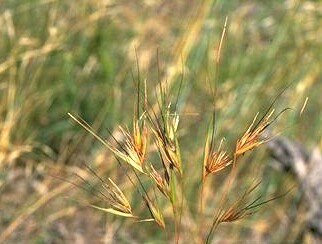 Kangaroo Grass