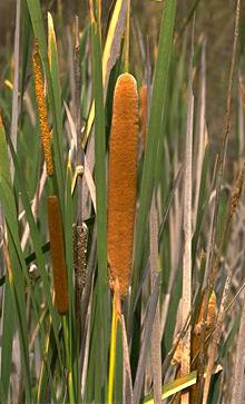 Bulrush