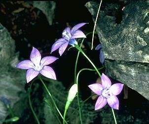 Bluebell