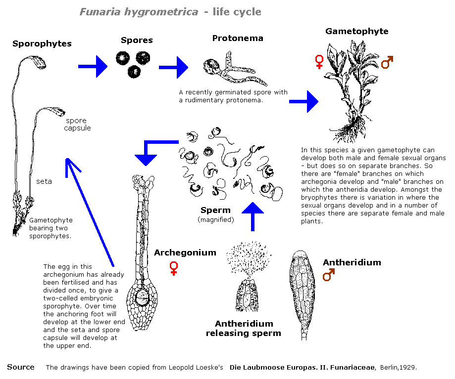simple moss life cycle diagram