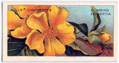 cigarette card front