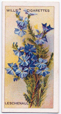 cigarette card front