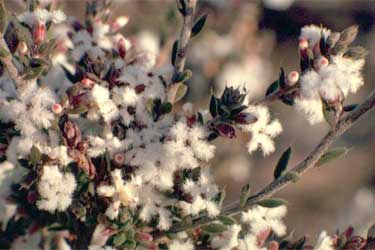 Leucopogon attenuatus