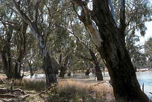 Eucalyptus Camaldulensis (Red Gum, River Red Gum)