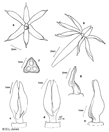 Apostasia stylidioides line drawing
