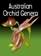 Australian Orchid Genera