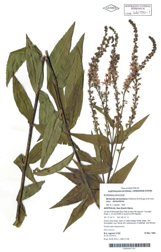 Image of herbarium specimen