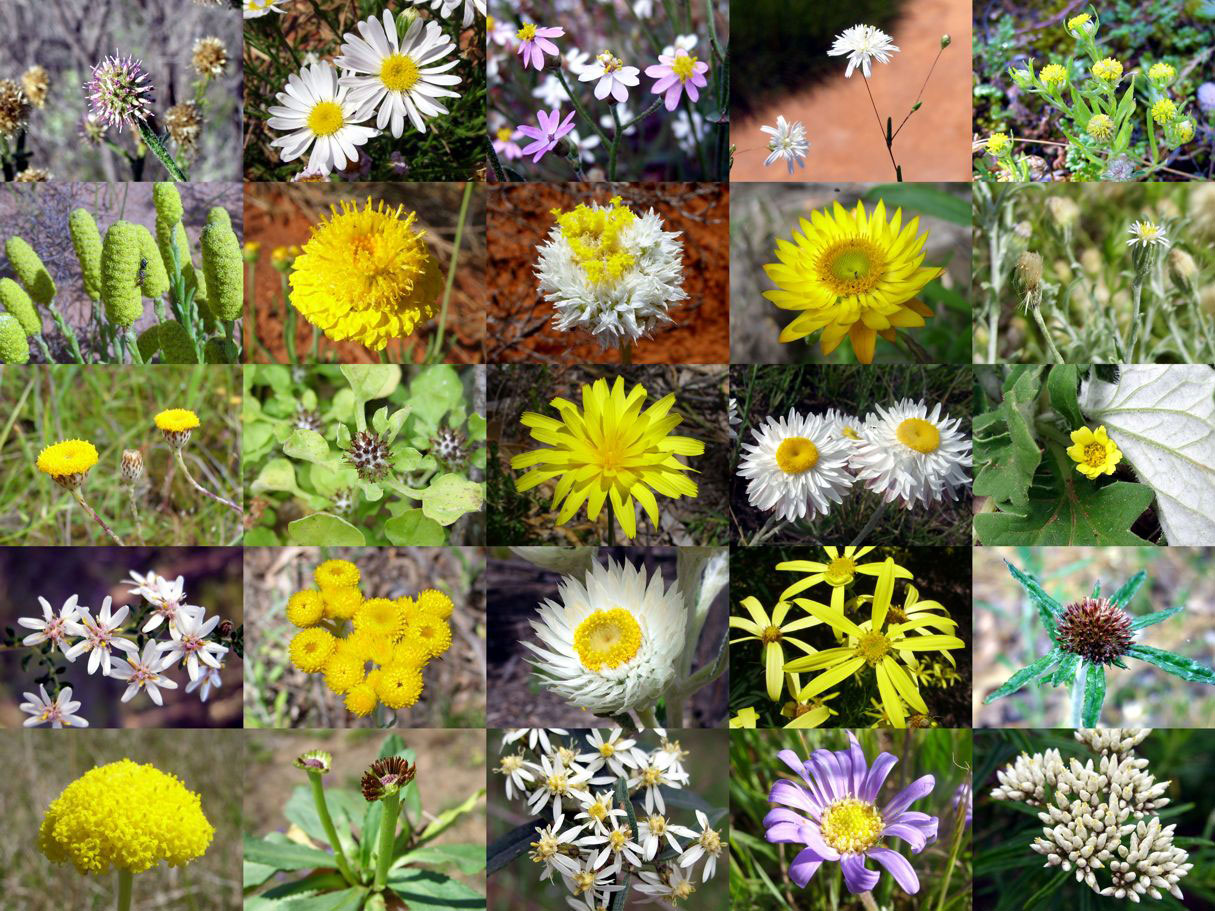 biodiversity plants