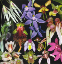 Collage of orchids