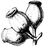 Corymbia bloxsomei fruit