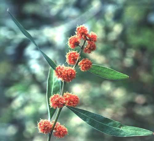 red acacia flower