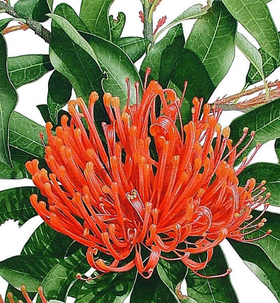 Alloxylon Flammeum Australian Botanical Illustration Art Gallery