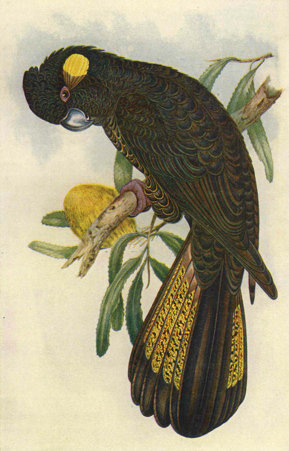 yellow tailed black cockatoo