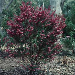 Boronia heterophylla - Growing Plants