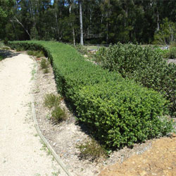 Westringia fruticosa hedge