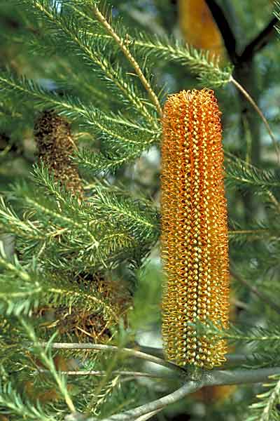 Image of Banksia ericifolia subsp. ericifolia