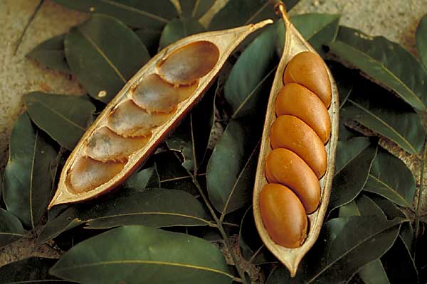 photo of Castanospermum australe