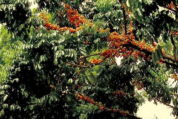 photo of Castanospermum australe