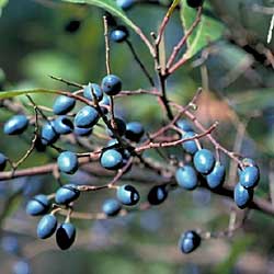 elaeocarpus reticulatus blueberry ash au native grown plants koda petticoats fairy gnp interns 2002 gov