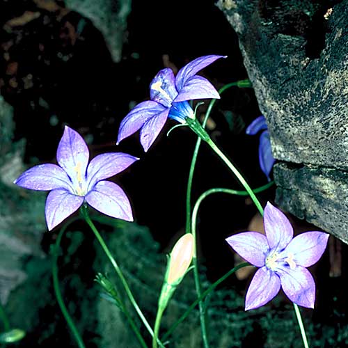 Photo of Wahlenbergia gloriosa