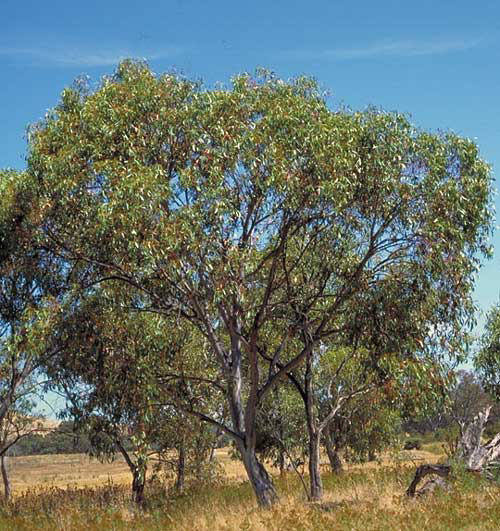 Eucalyptus pauciflorus