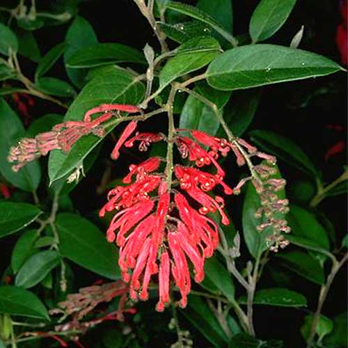 Grevillea rhyolitica