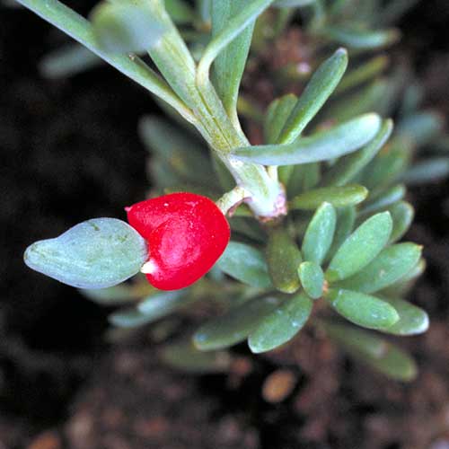 photo: Podocarpus lawrencei