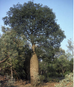 Queensland Bottle Tree (brachychiton rupestris)