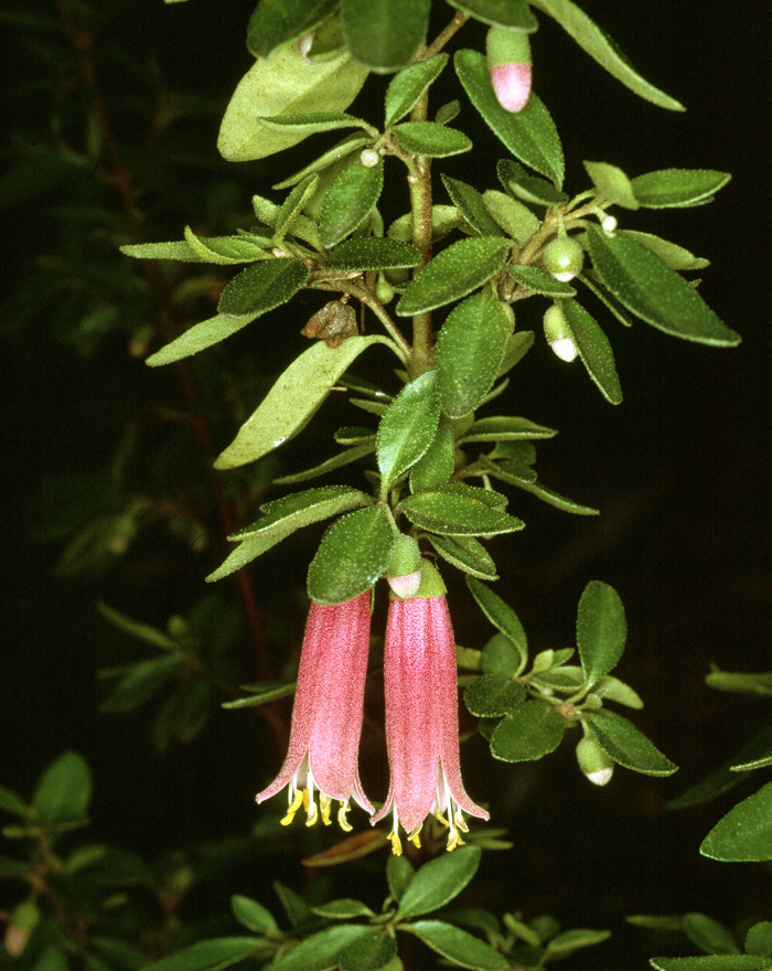 Кис растения. Коррея Correa Pink Bells Flowers. Correa растение. Стрептосолен цветок. Как выглядит цветок Correa.