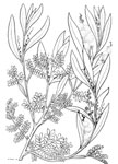 Acacia rubida