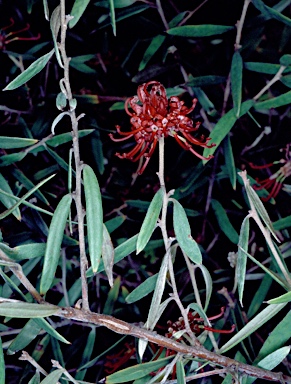 APII jpeg image of Grevillea diffusa subsp. diffusa  © contact APII