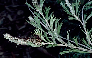 APII jpeg image of Grevillea hookeriana subsp. digitata  © contact APII