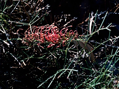 APII jpeg image of Grevillea nana subsp. nana  © contact APII