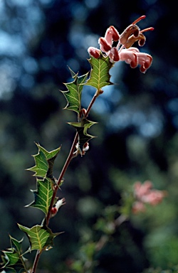 APII jpeg image of Grevillea pilosa subsp. pilosa  © contact APII