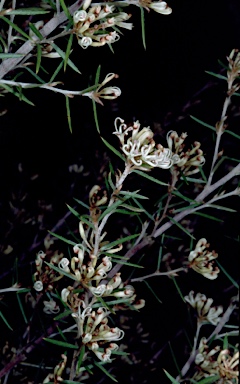 APII jpeg image of Grevillea australis 'Cara Lynn'  © contact APII