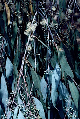 APII jpeg image of Eucalyptus nova-anglica  © contact APII