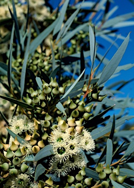 APII jpeg image of Eucalyptus platydisca  © contact APII