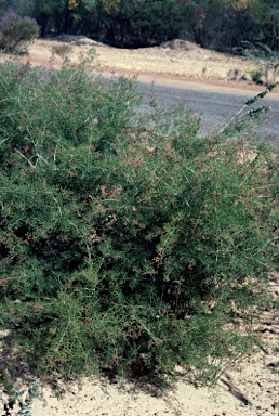 APII jpeg image of Grevillea asparagoides  © contact APII