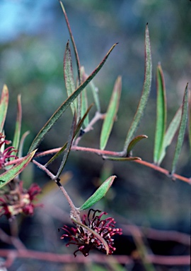 APII jpeg image of Grevillea diffusa subsp. diffusa  © contact APII