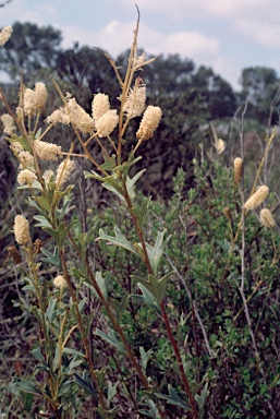 APII jpeg image of Grevillea synapheae subsp. pachyphylla  © contact APII