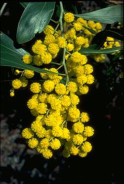 Acacia at the Australian National Botanic Gardens