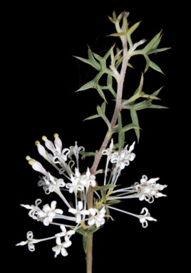 APII jpeg image of Grevillea vestita subsp. isopogoides  © contact APII