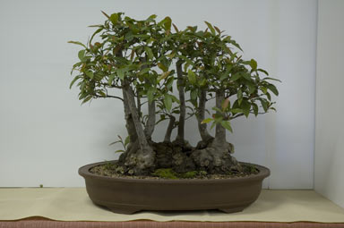 APII jpeg image of Elaeocarpus reticulatus  © contact APII