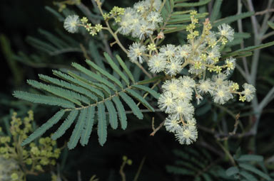 APII jpeg image of Acacia parvipinnula  © contact APII