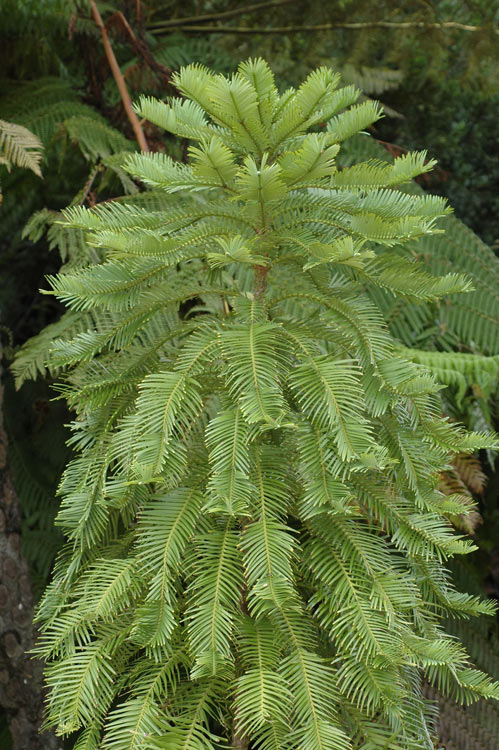 Wollemi pine bonsai? | Bonsai Nut