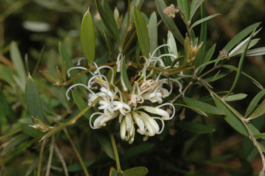 APII jpeg image of Grevillea sericea subsp. sericea  © contact APII